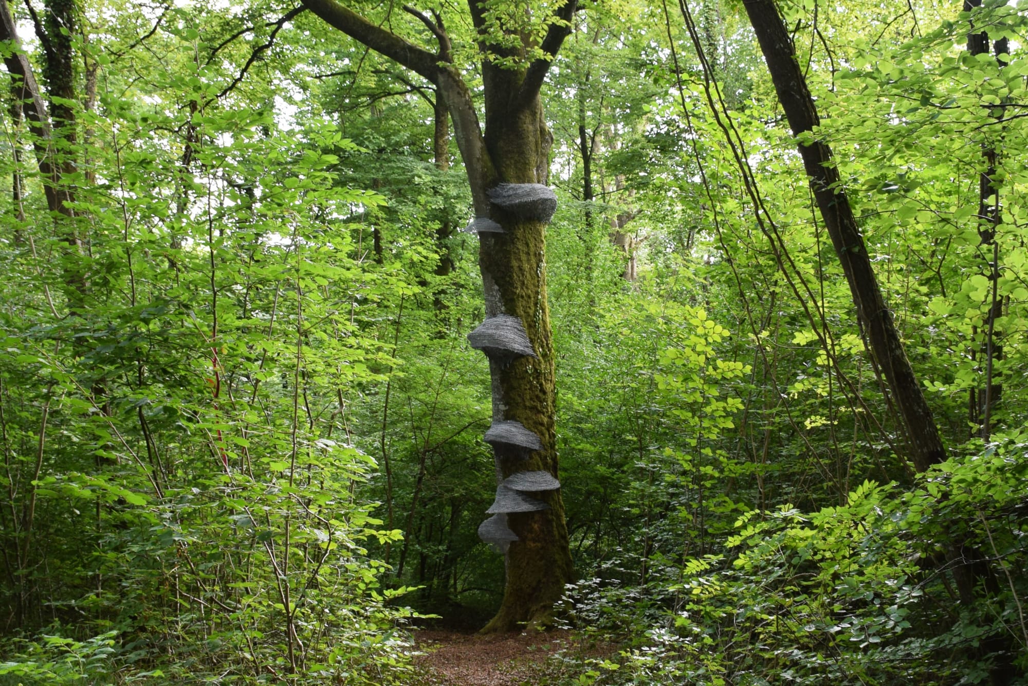 Mushrooms, 2017 Barbed wire Vent des forêts, Espace d’art contemporain (France)
