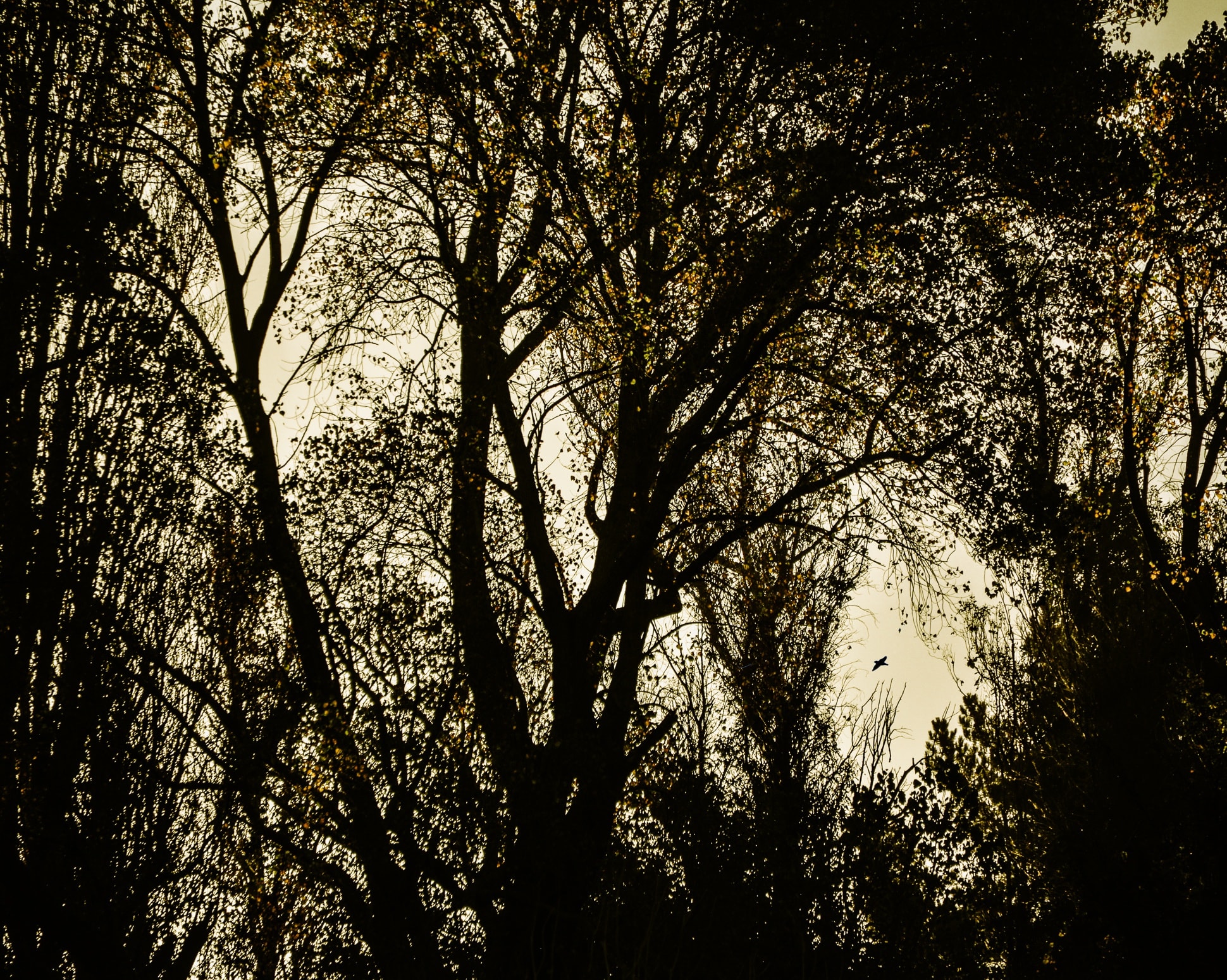 "The trees made the past seem within reach in a way nothing else could: here were living things that had been planted and tended by a living being who was gone, but the trees that had been alive in her lifetime were in ours and might be after we were gone. They changed the shape of time." Rebecca Solnit, 'Orwell's Roses'