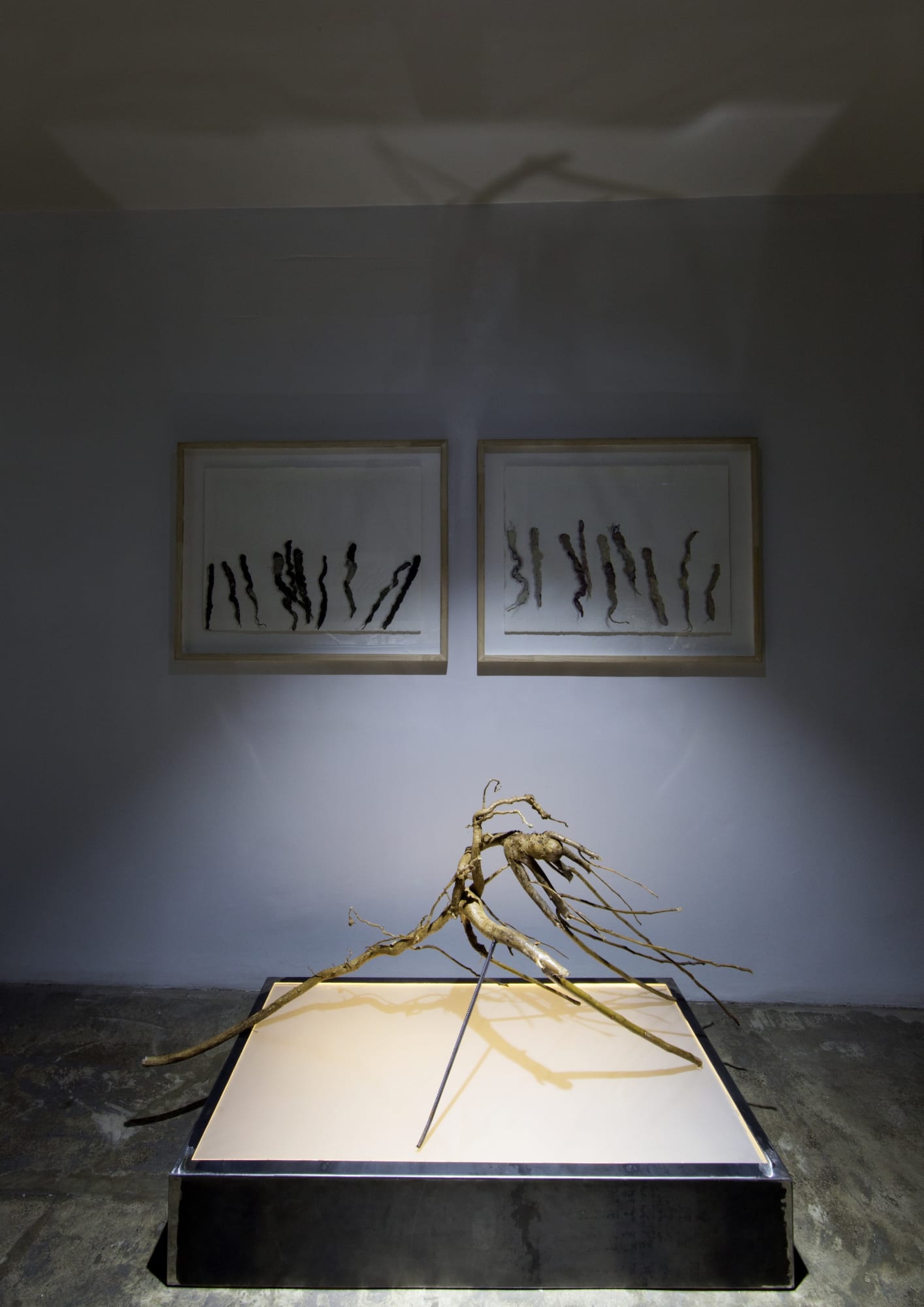 Fereydoun Ave & Shaqayeq Arabi | "Roots"