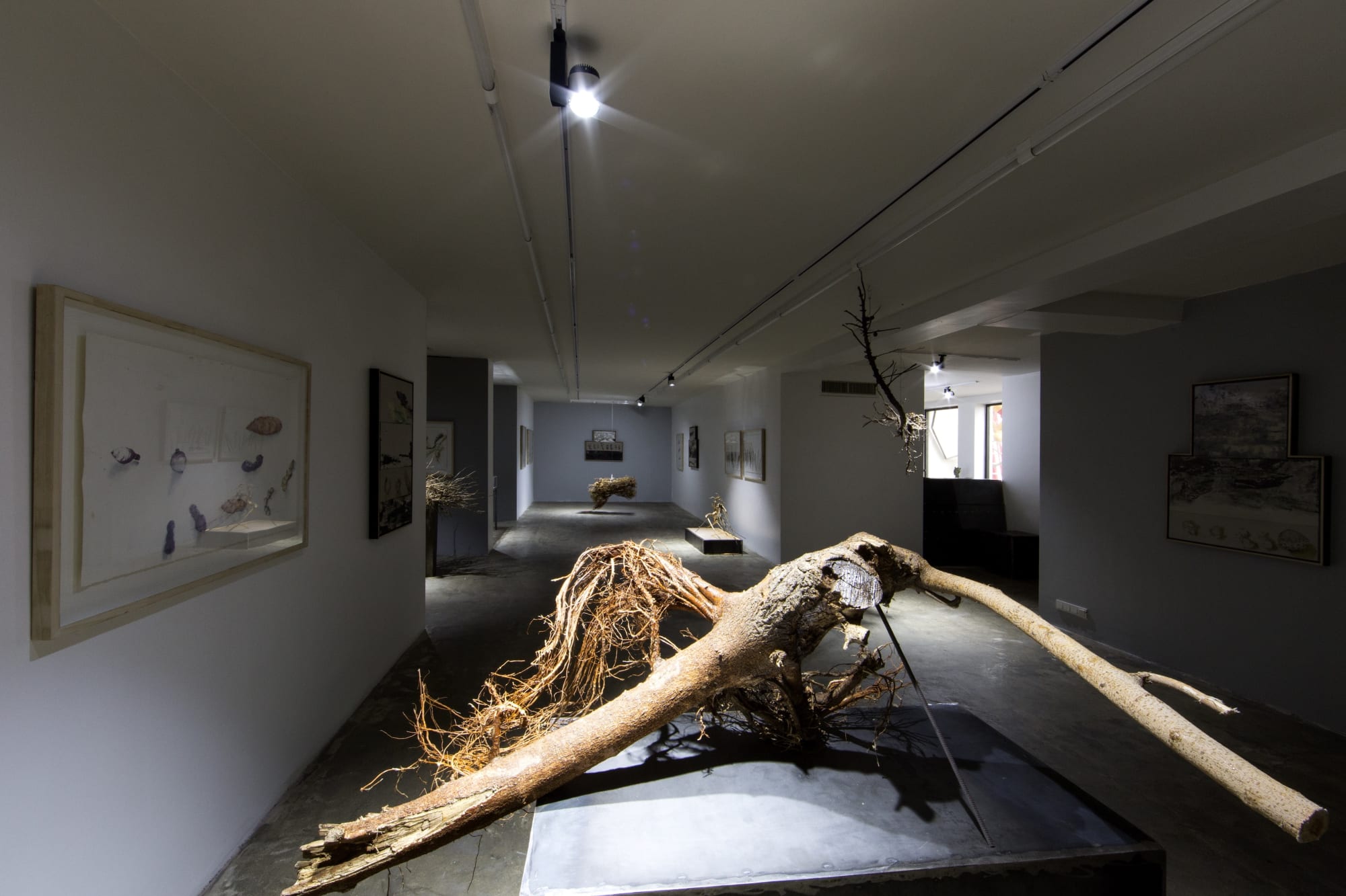 Fereydoun Ave & Shaqayeq Arabi | "Roots"