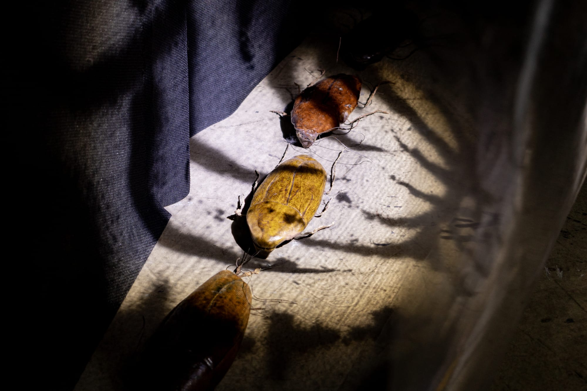 Intsallation View of Blind Elephant a group presentation of works.