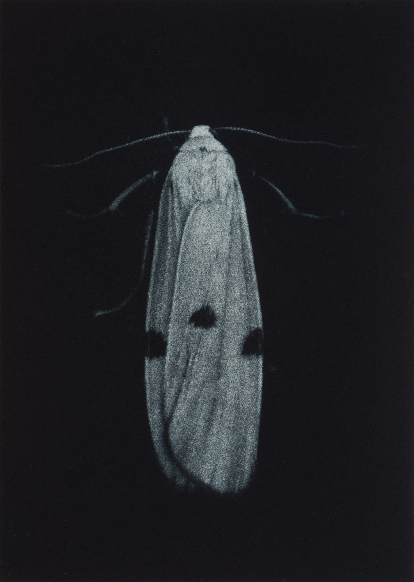 Sarah Gillespie, Four-spot Footman, 2019