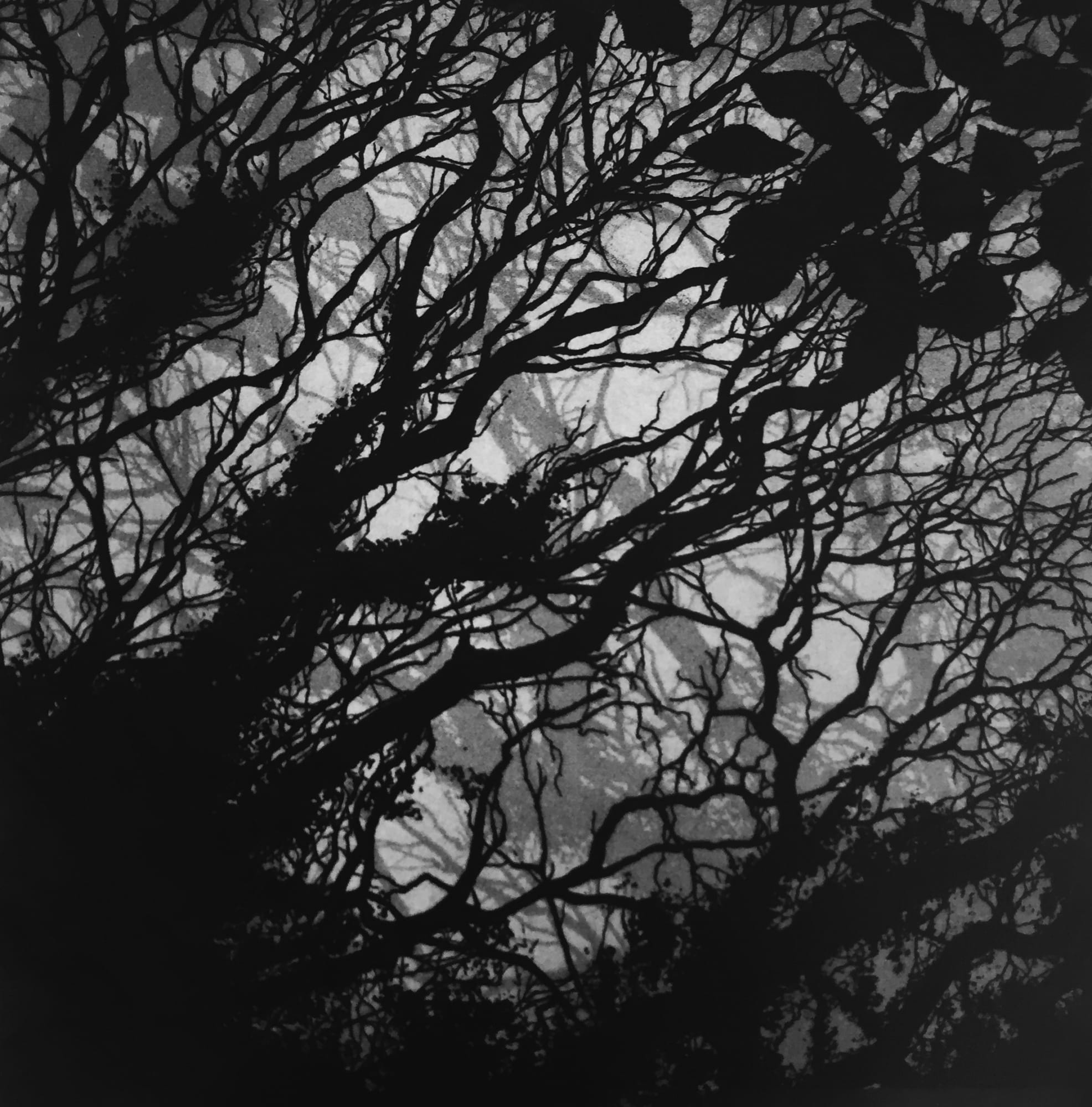 Christmas Secret Bid Auction 2022, LOT XX: Blaze Cyan - Lady Down, 2017