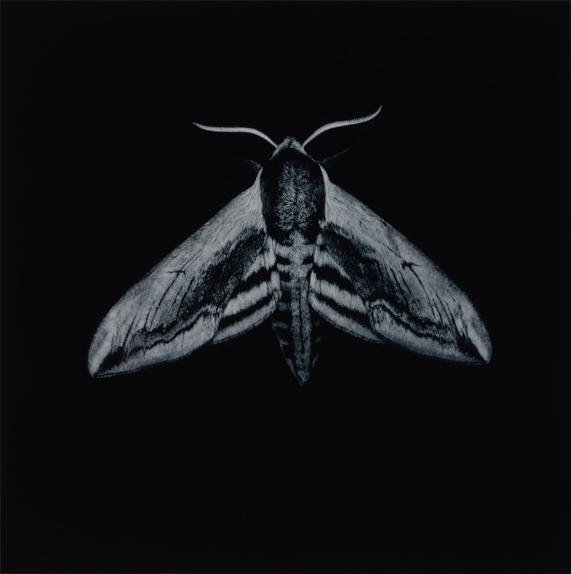 Sarah Gillespie, Privet Hawk Moth , 2019