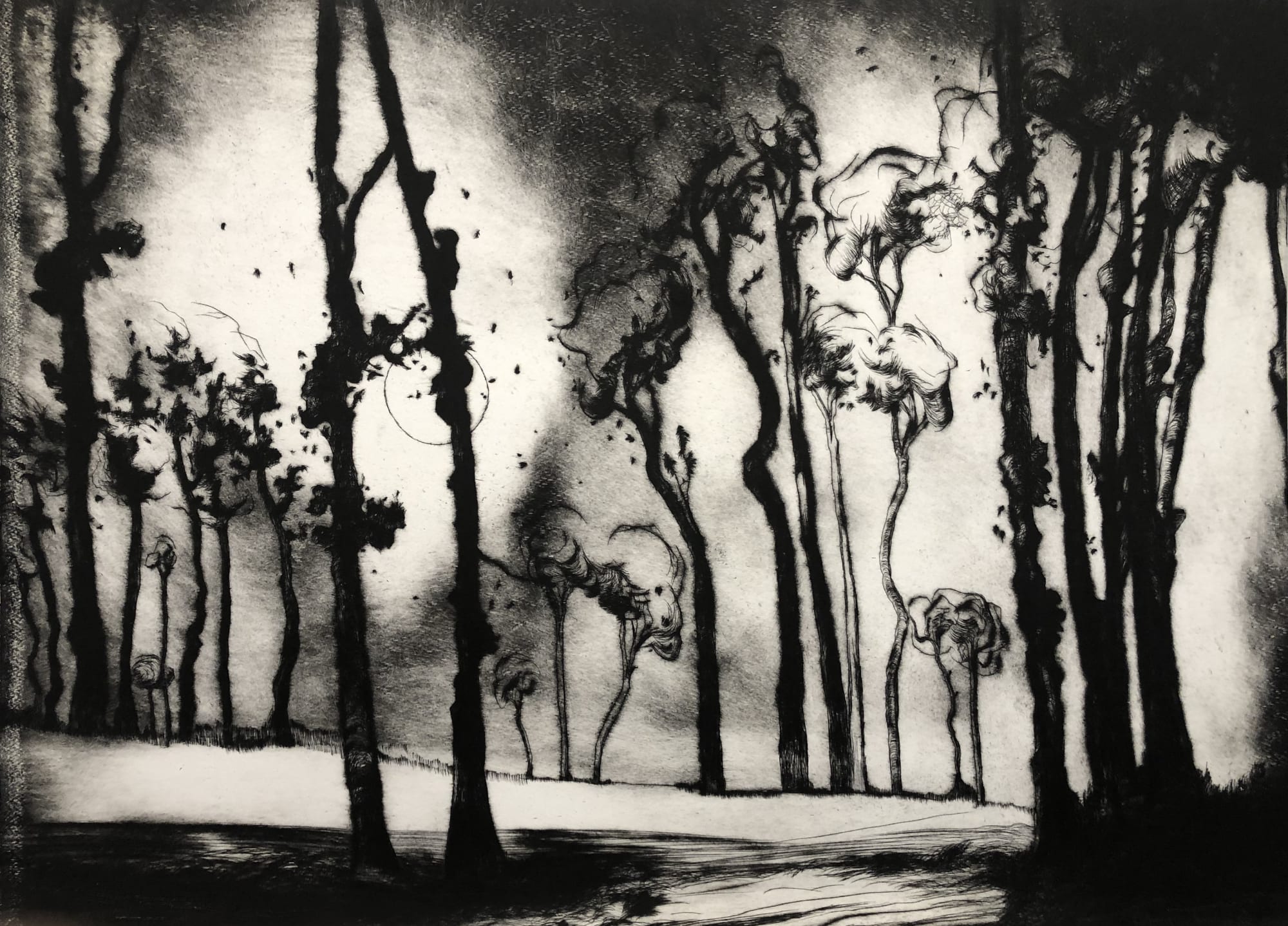 Edward Twohig, Mid September Moonlight, Savernake Forest, Marlborough, Wiltshire, 2019