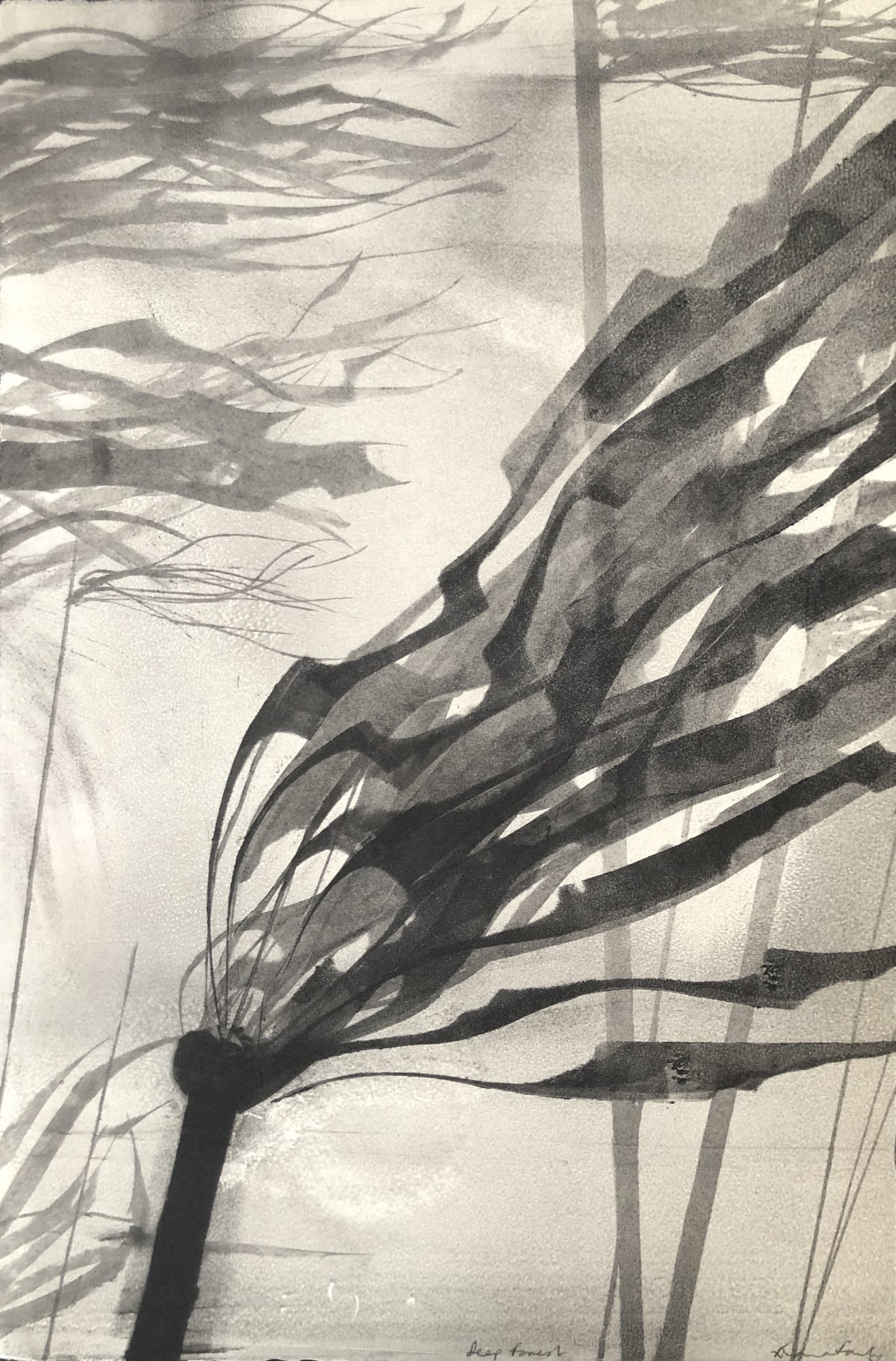 Fiona Fouhy, Deep Forest, 2019