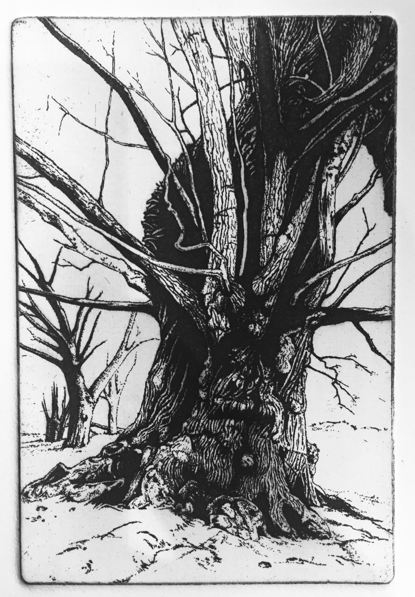 Christmas Secret Bid Auction , LOT XX: Blaze Cyan - Petworth Park II, 2019