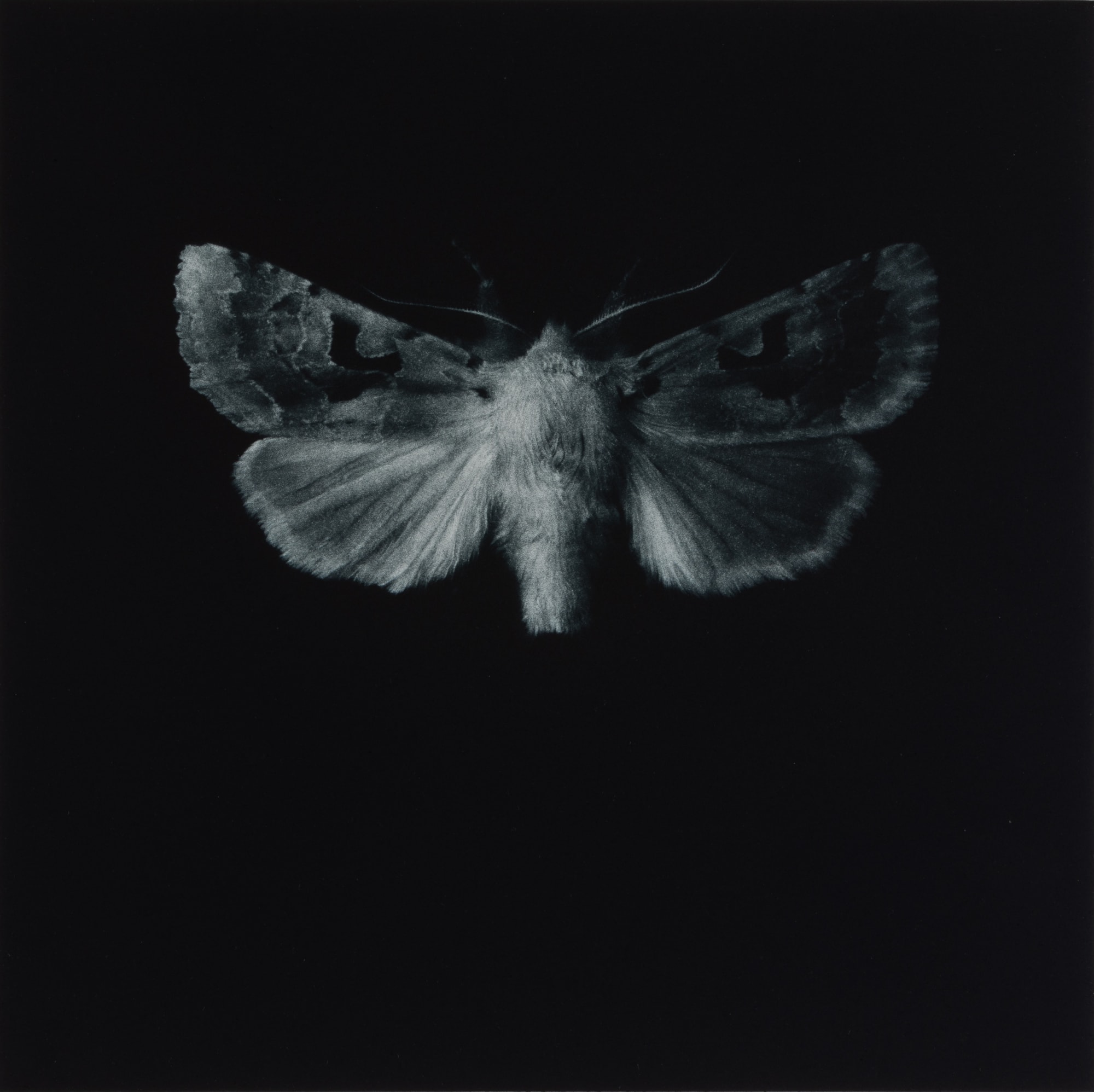 Sarah Gillespie, Hebrew Character, 2019