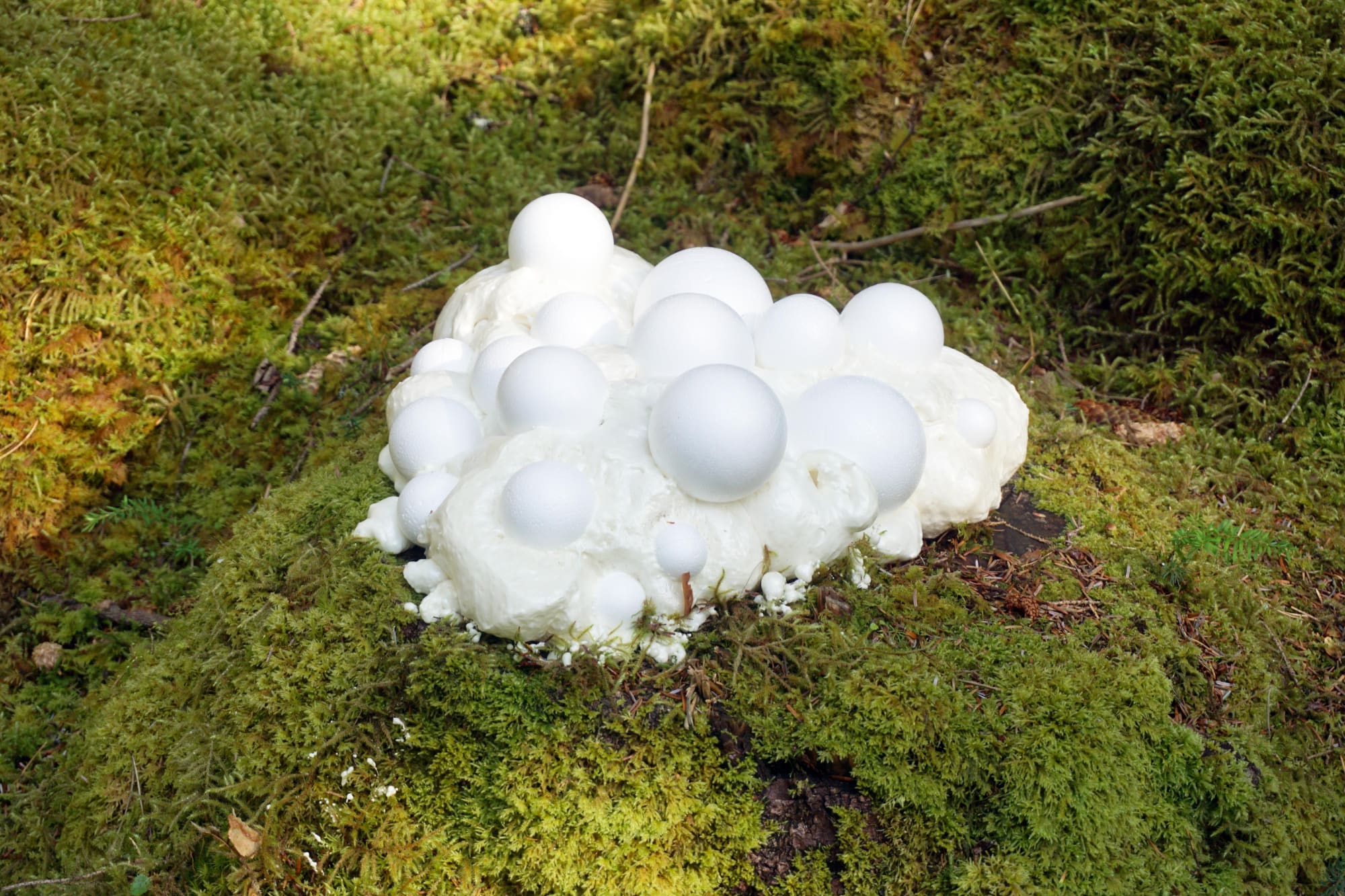 A path is a thought stretched out in time and space