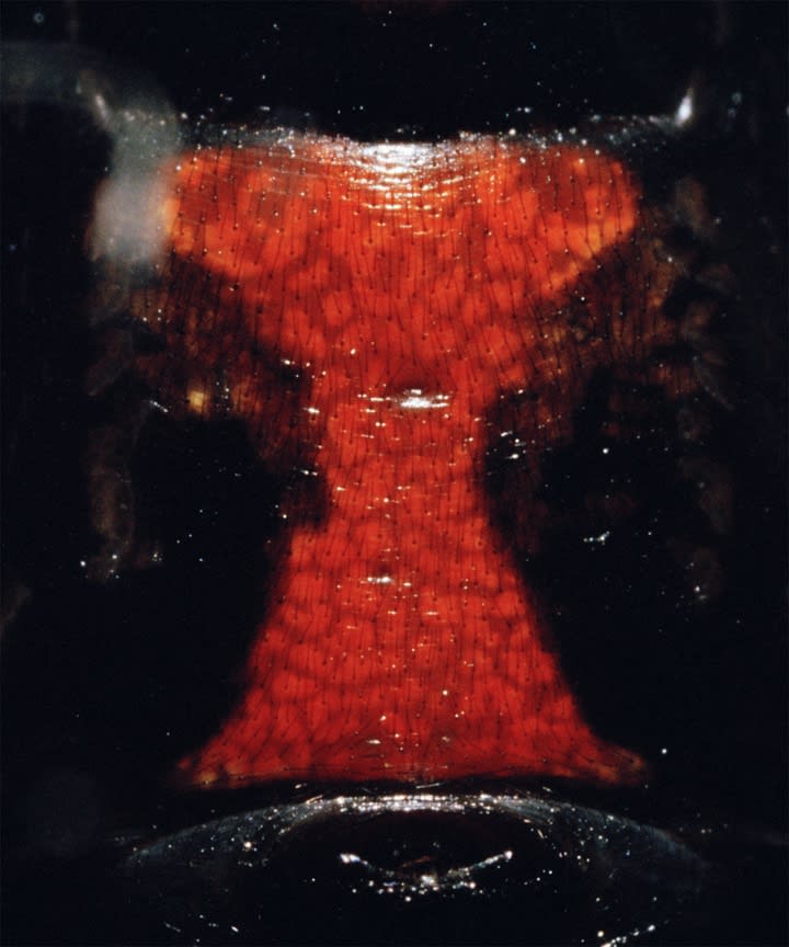 Andrew Sutherland: The Gold Standard