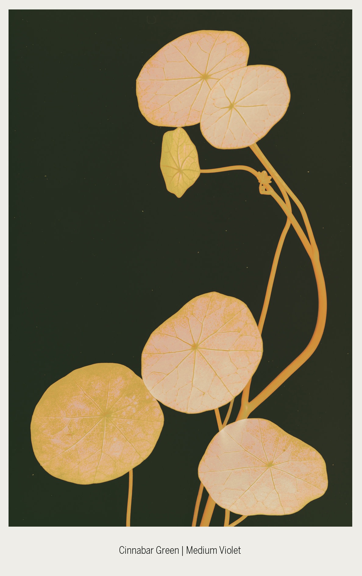 SuzanneLafont-MuséeBABordeaux-NewCompanionSpecies-2021-ernah