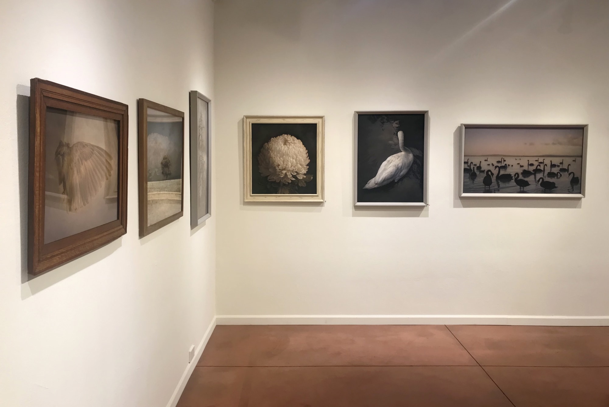 Kate Breakey: Transience