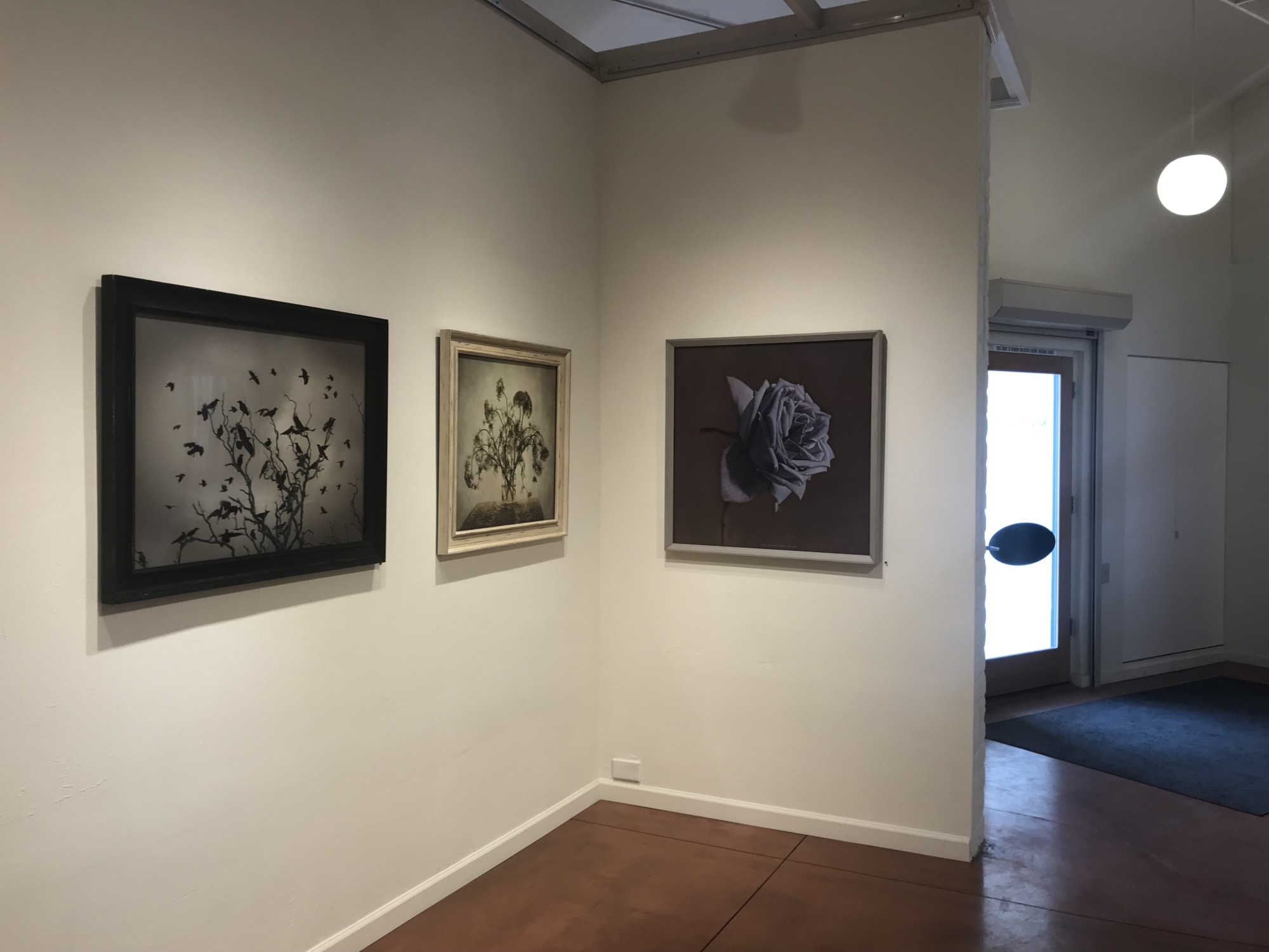 Kate Breakey: Transience