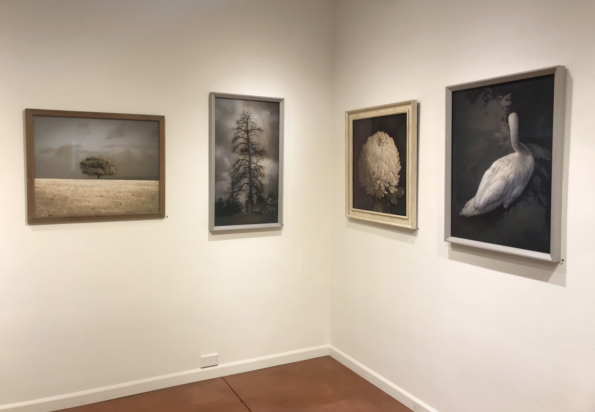 Kate Breakey: Transience