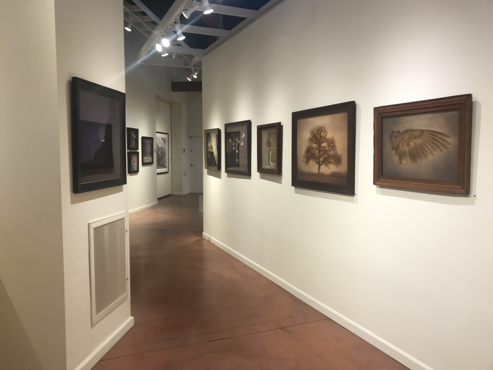 Kate Breakey: Transience