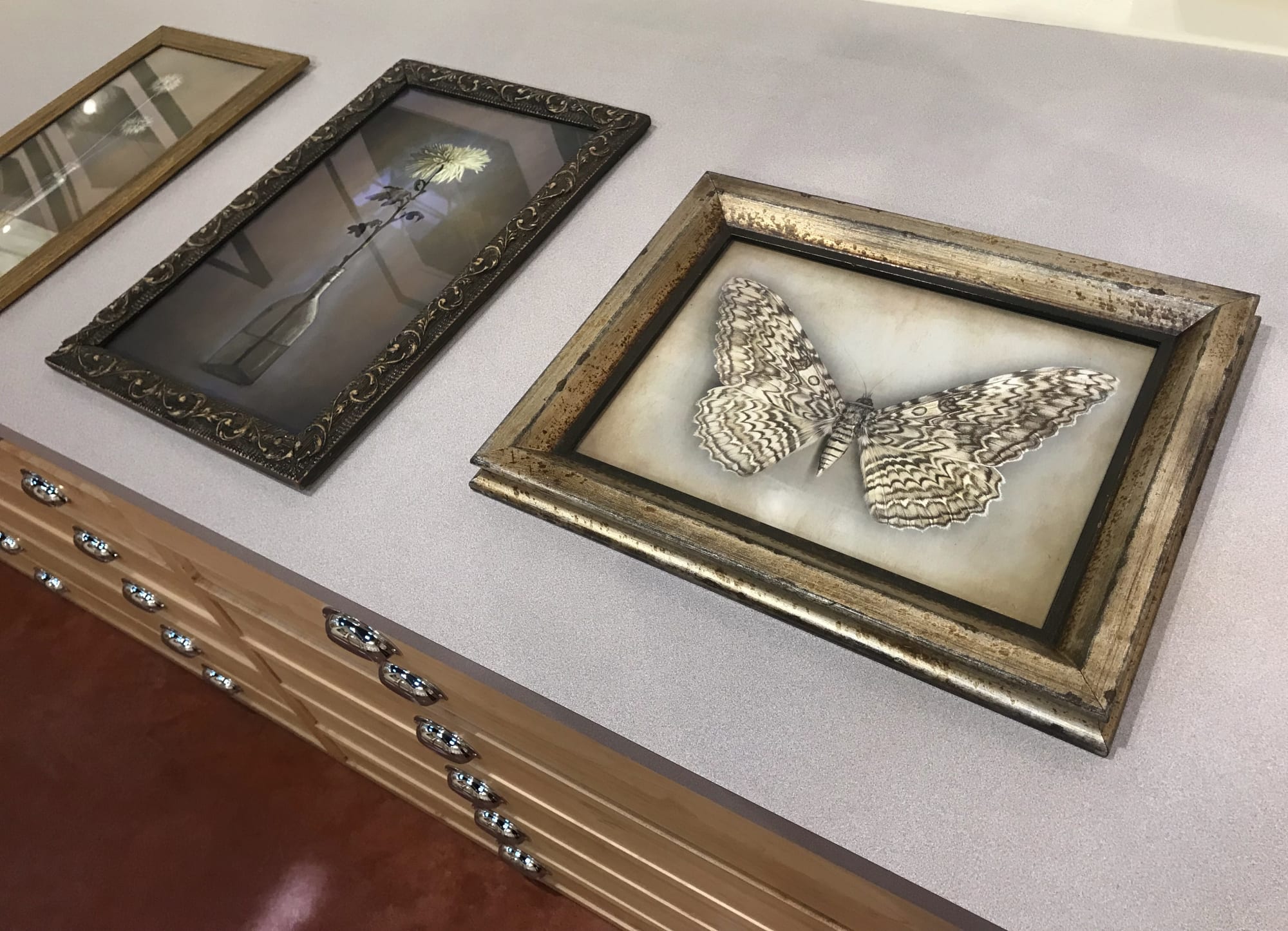 Kate Breakey: Transience