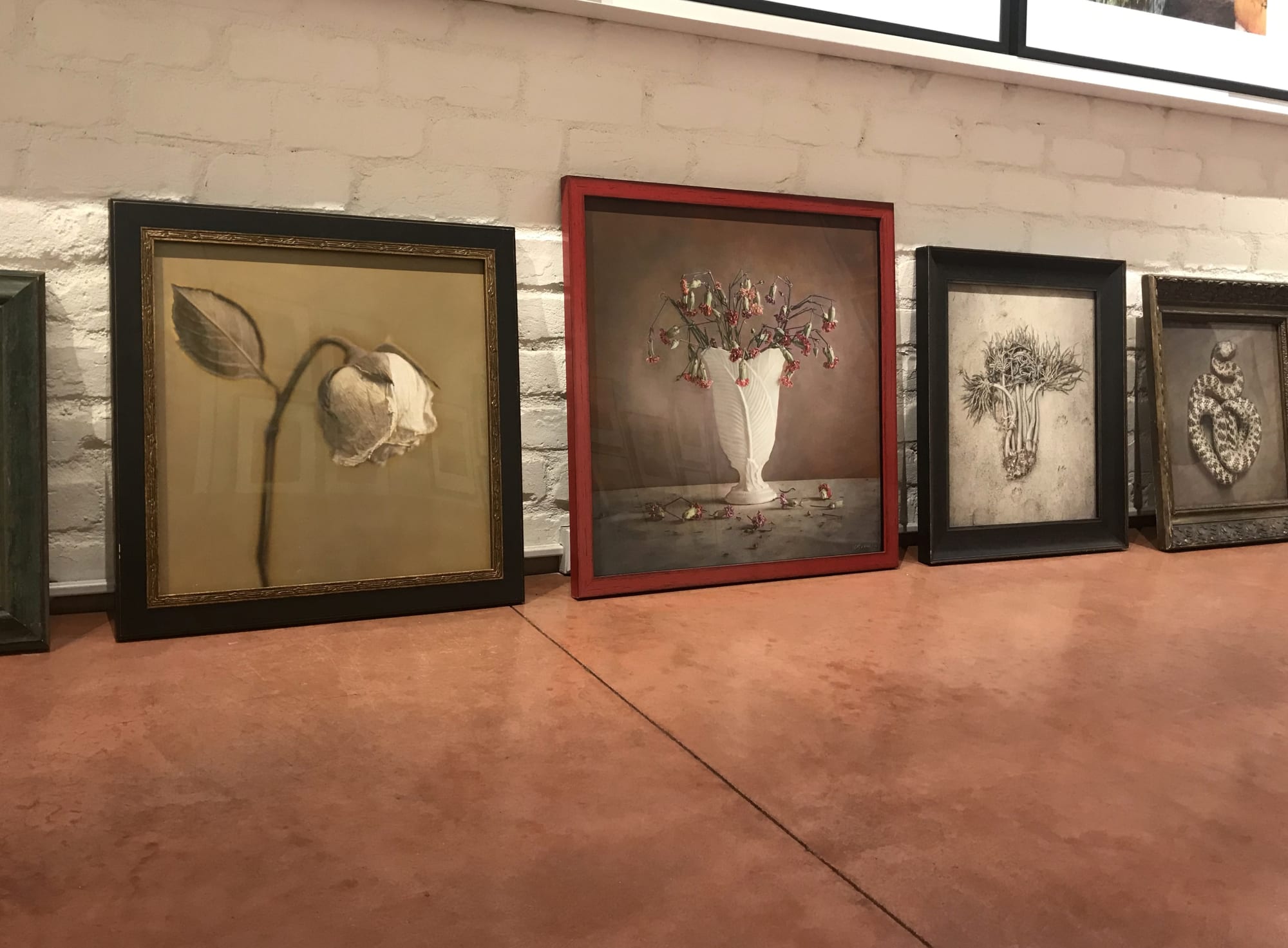 Kate Breakey: Transience