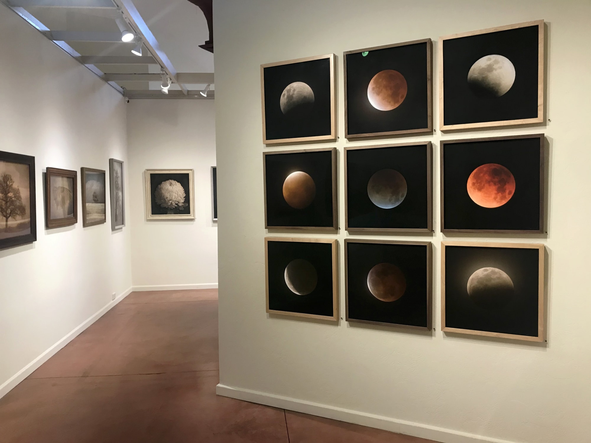 Kate Breakey: Transience