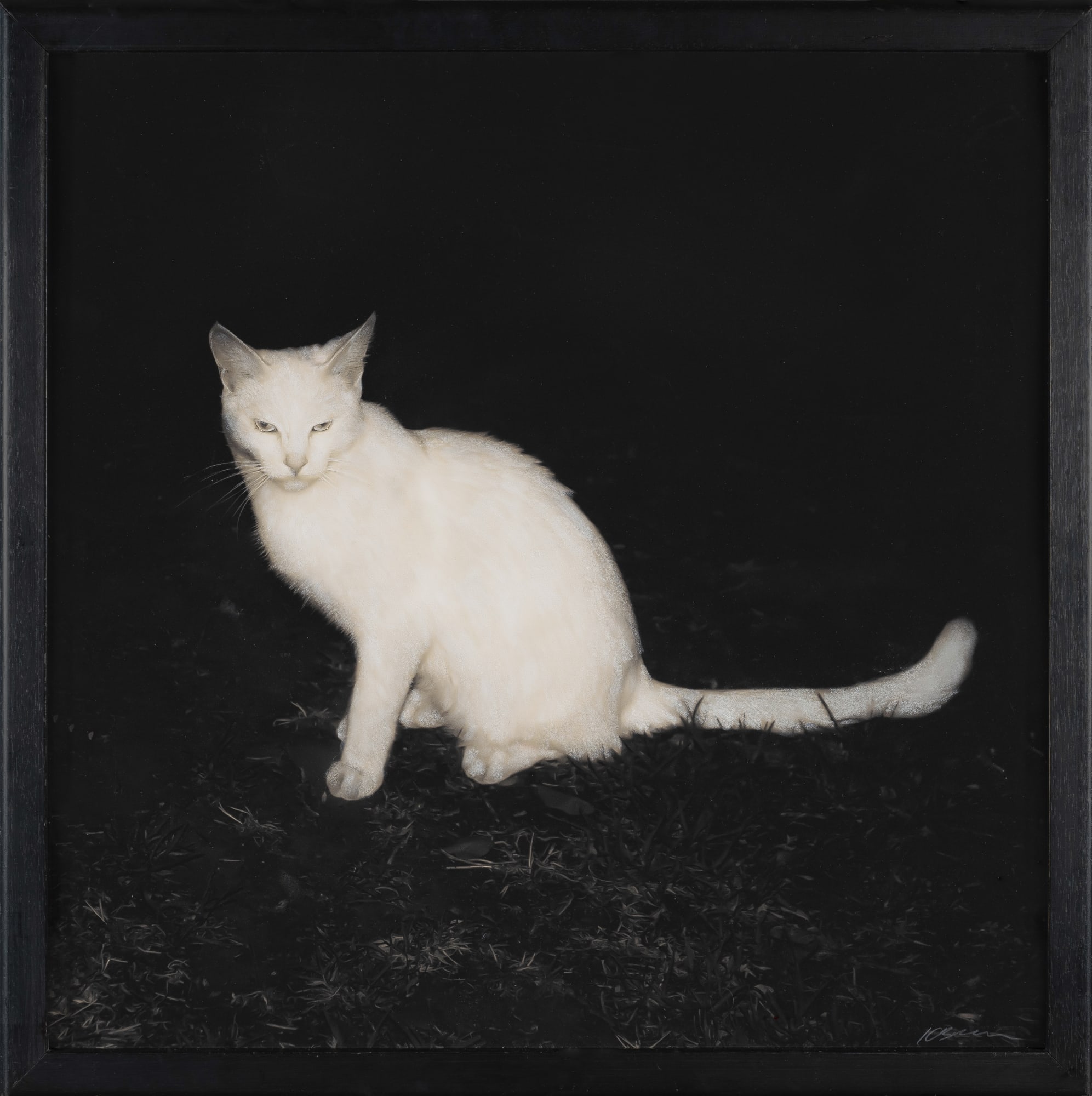 Kate Breakey, My Sister's White Cat, n.d.