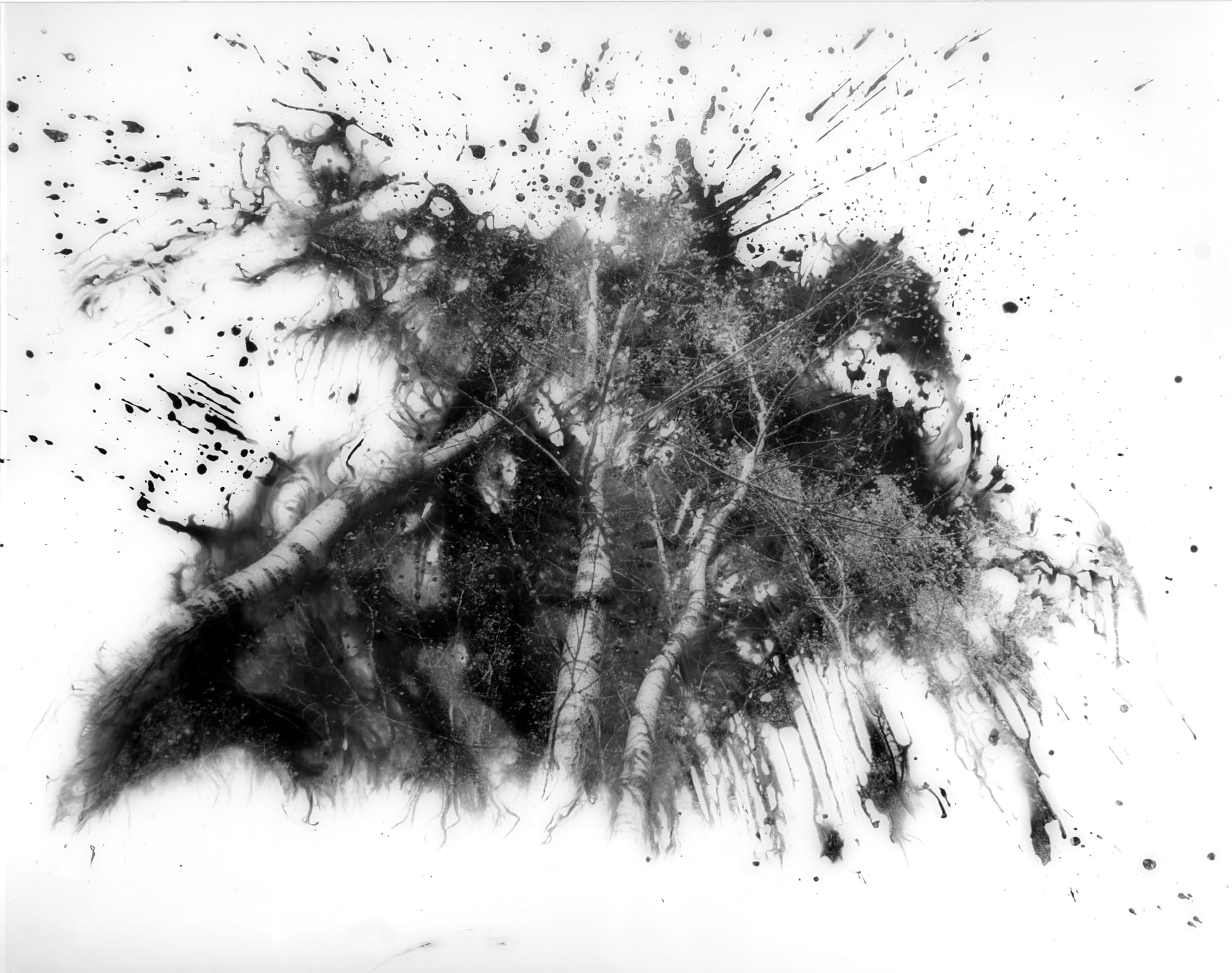 Fares Jammal & Wassim Moubarak Insights into Nature, 2007 Photography on photosensitive panchromatic B&W paper 100 x 115 cm 39 1/4 x 45 1/4 in