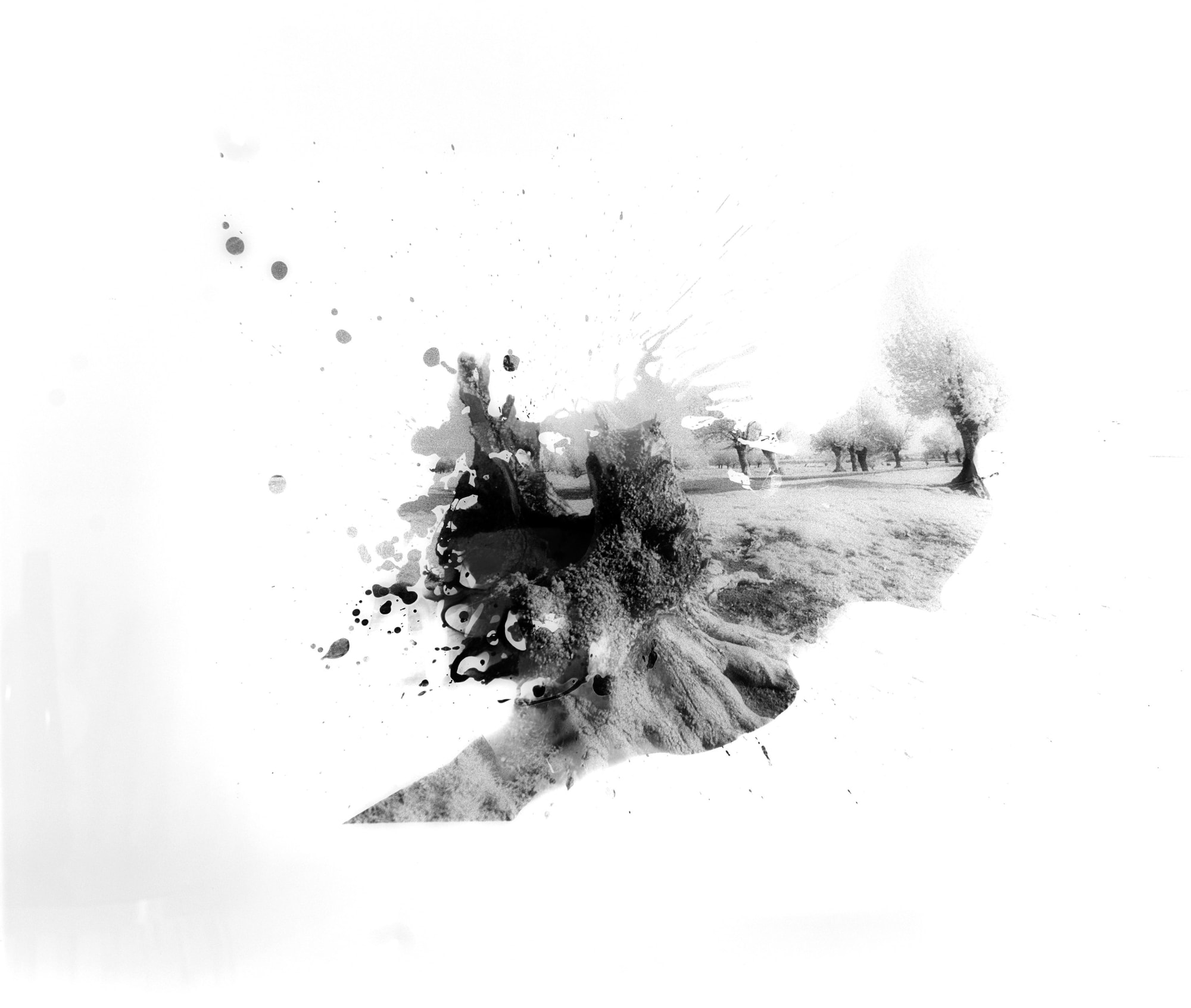 Fares Jammal & Wassim Moubarak Insights into Nature Photography on Photosensitive Panchromatic B&W Paper 100 x 115 cm 39 1/4 x 45 1/4 in