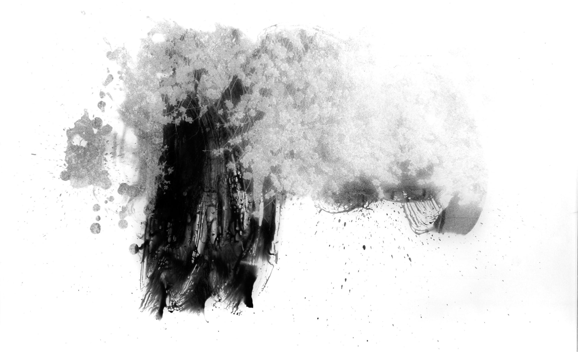 Fares Jammal & Wassim Moubarak Insights into Nature Photography on Photosensitive Panchromatic B&W Paper 62 x 100 cm 24 1/2 x 39 1/4 in