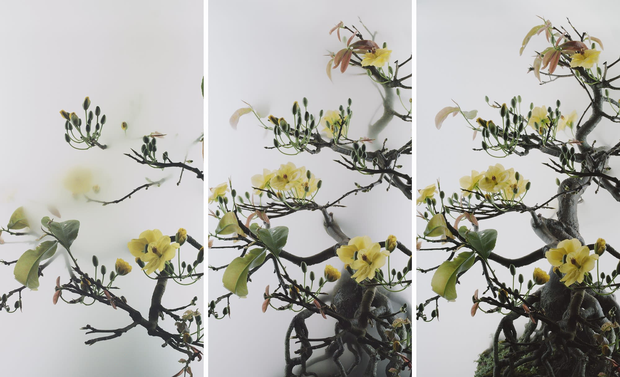 Wu Chi-Tsung "Still Life 014 - Yellow Mai Flower"