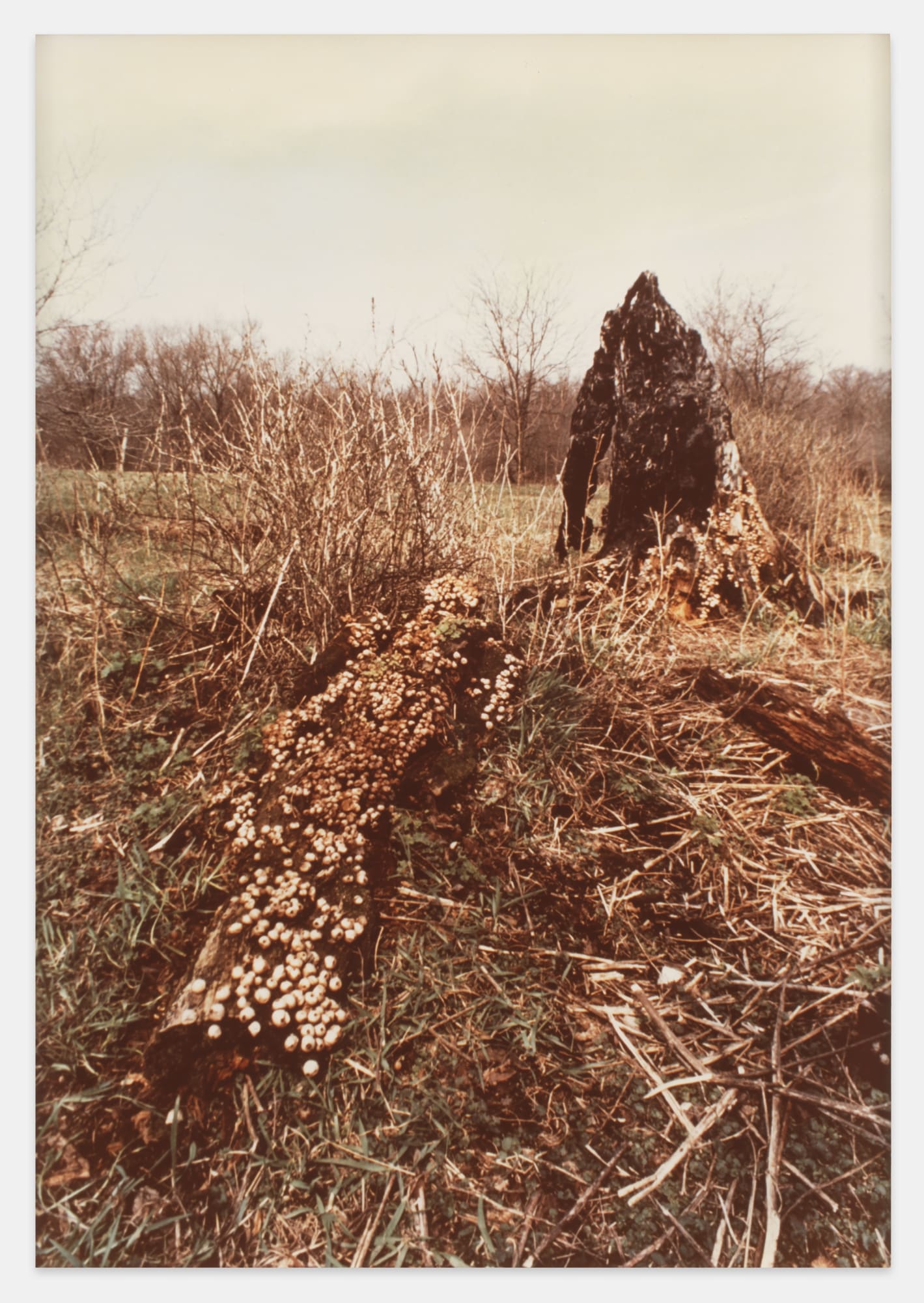 Ana Mendieta Untitled: Silueta Series, Iowa, 1978 Color photograph 10 x 8 inches (25.4 x 20.3 cm)