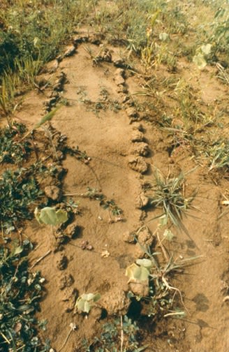 Ana Mendieta Untitled: Silueta Series, 1978 Lifetime color photograph 20 x 13.25 inches (50.8 x 33.7 cm)