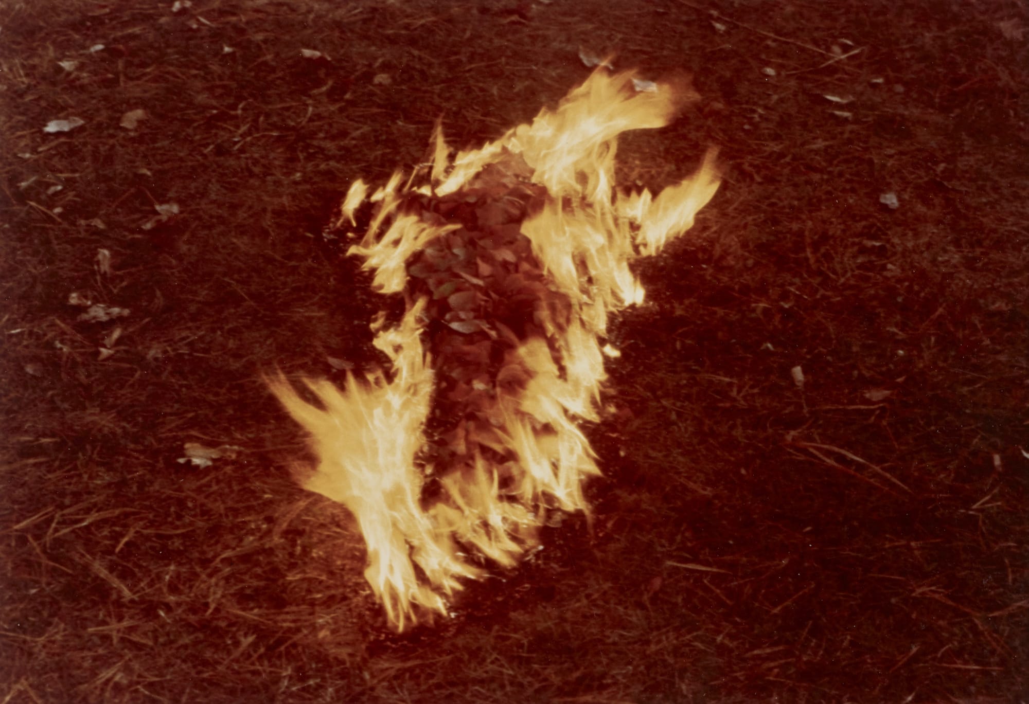 Ana Mendieta Hojas Rojas Silueta (Quemada alrededor), 1977 Lifetime color photograph 8 x 10 inches (20.3 x 25.4 cm)