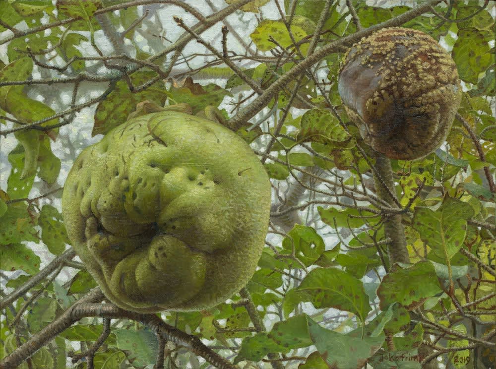 Joke Frima - Kweepeer in vroeg verval - 2019 - Olieverf op paneel - 29 x 29 cm