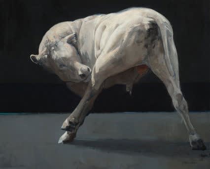 Pieter Pander - Witte stier - 2016 - olieverf op paneel - 40 x 60 cm