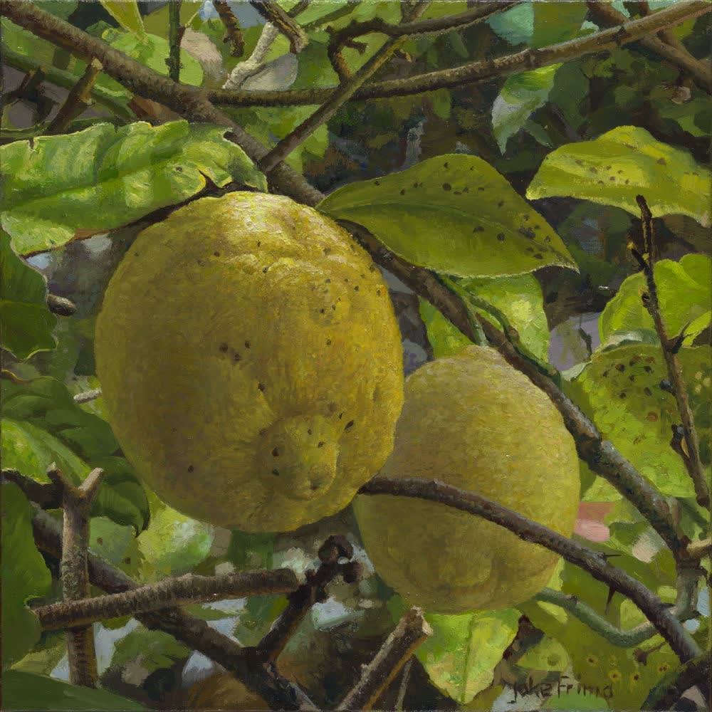 Joke Frima - Twee citroenen aan de boom - 2014 - olieverf op doek - 20 x 20 cm