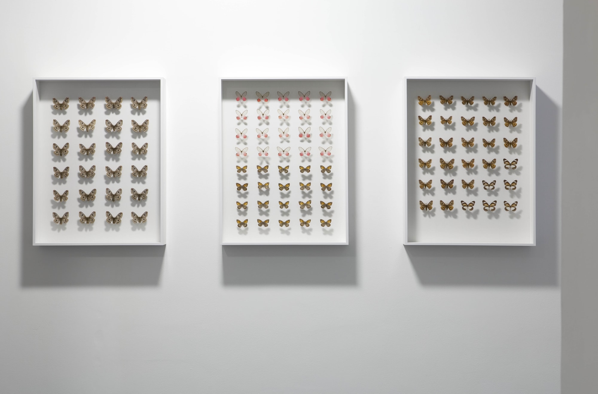 Matti Braun - Nathan Carter - Gabriel Kuri