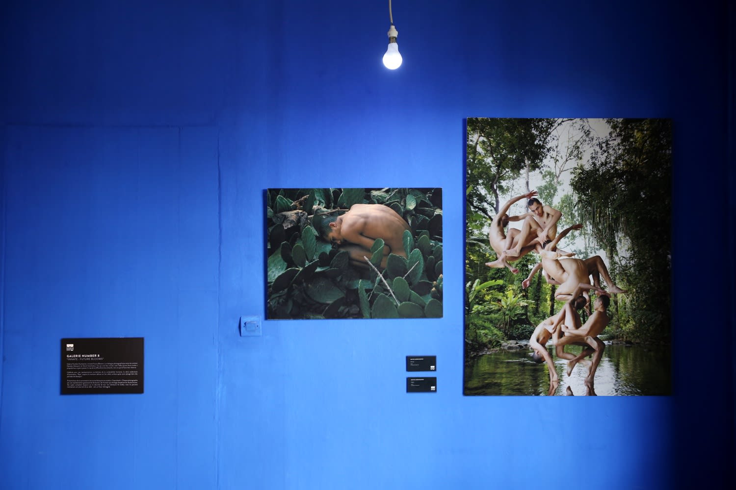 INNATE: FUTURE BLOOMS