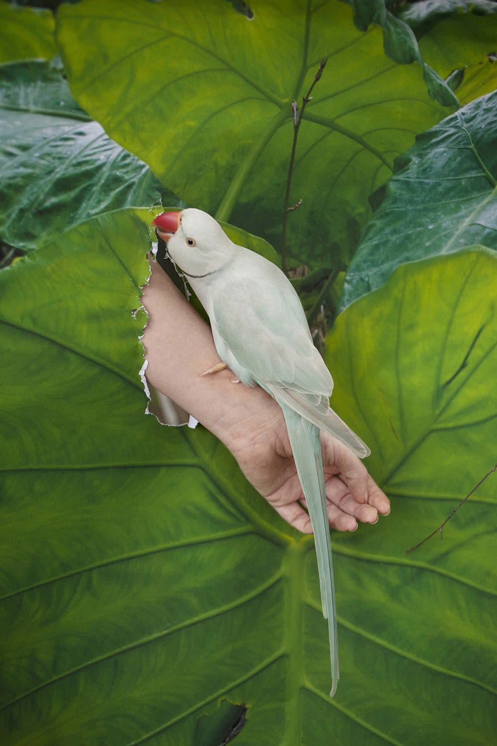 Vanja Bučan, The Parrot, 2016