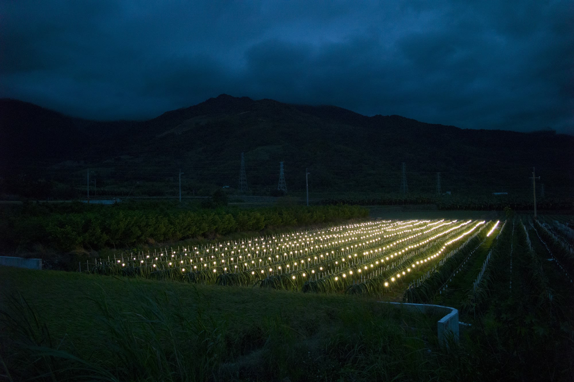 Simon Chang, Pitaya farm in Guan-Shan Township, Taitung, Taiwan , 2017
