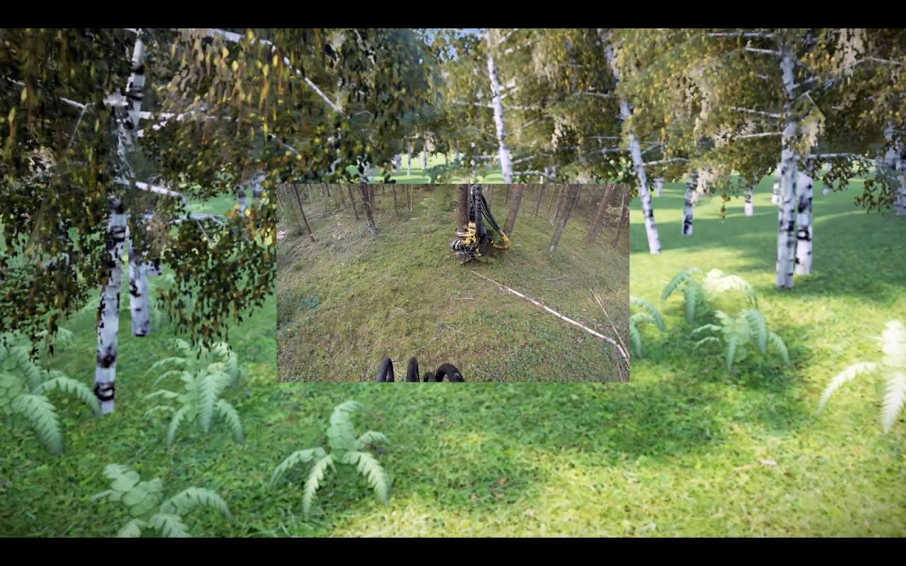 Peter Barnard, 'Forest', (2016) video.