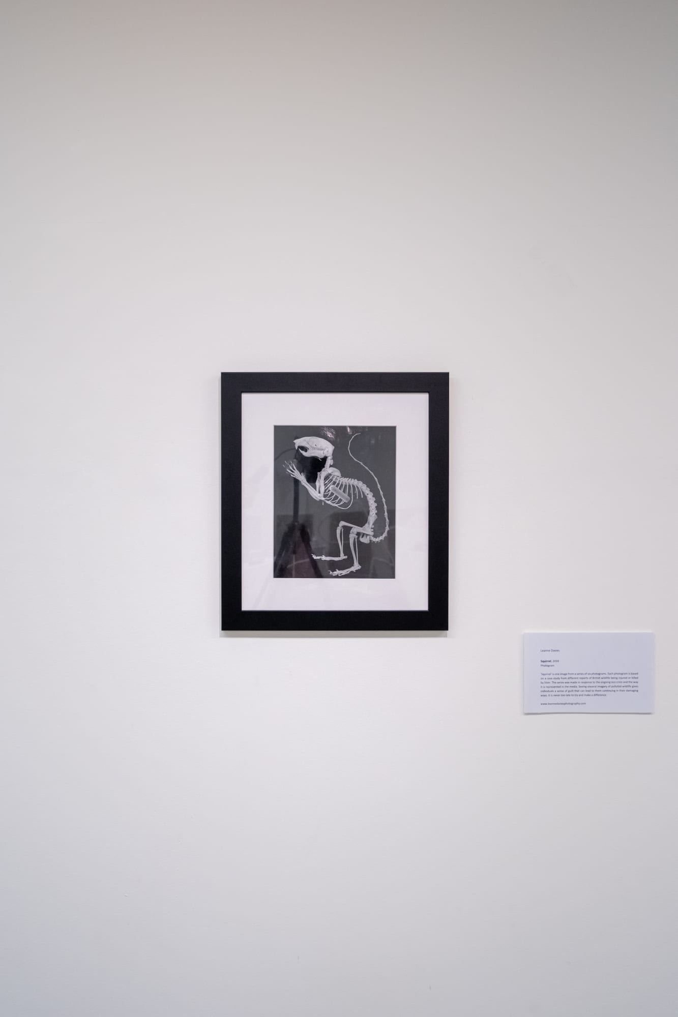 Leanne Davies 'Squirrel'