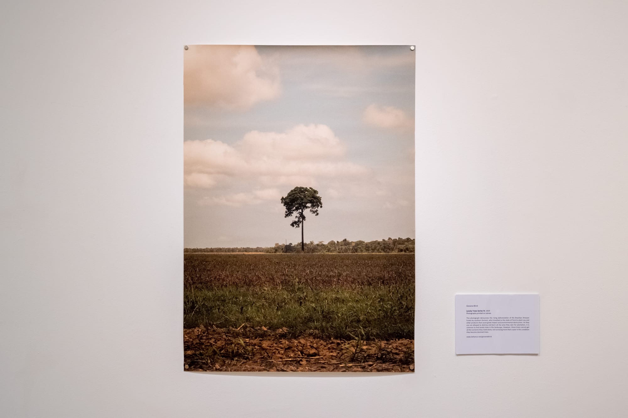 Giovana Birck 'Lonely Tree Series'