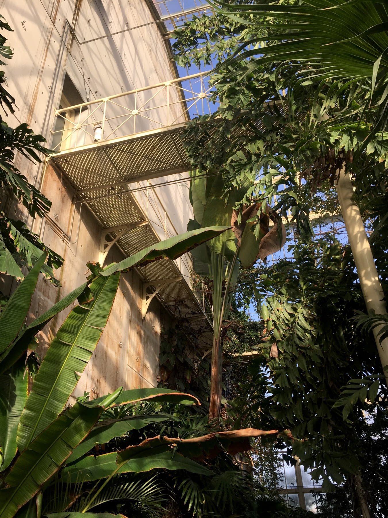 18 APRIL 2019 NATIONAL BOTANIC GARDENS OF IRELAND, DUBLIN Tropical House photo: Gerard Byrne