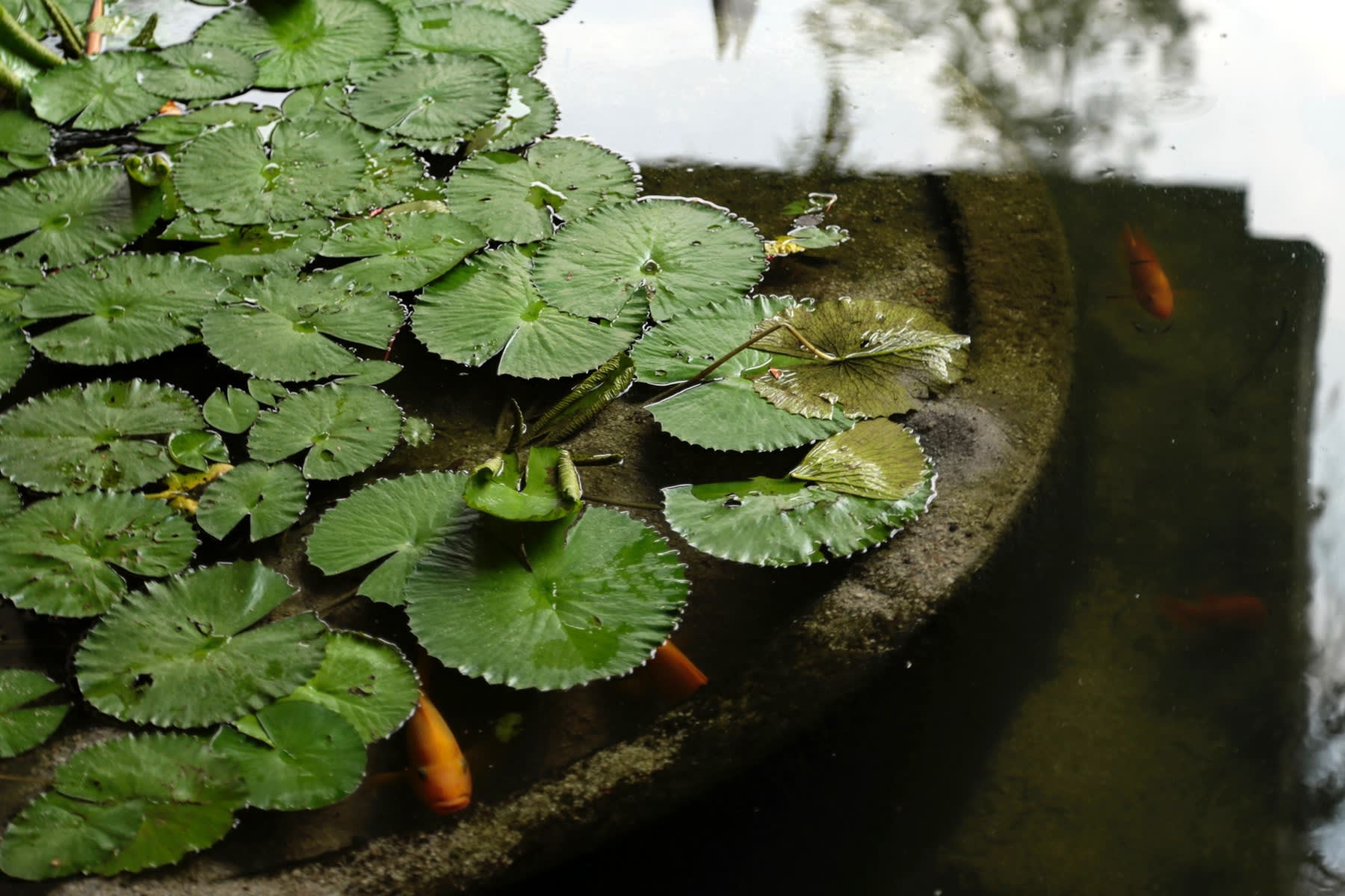 28 AUGUST 2019 GREEN PAVILION, SINGAPORE BOTANIC GARDENS Botanical Greens photo: Agata Byrne