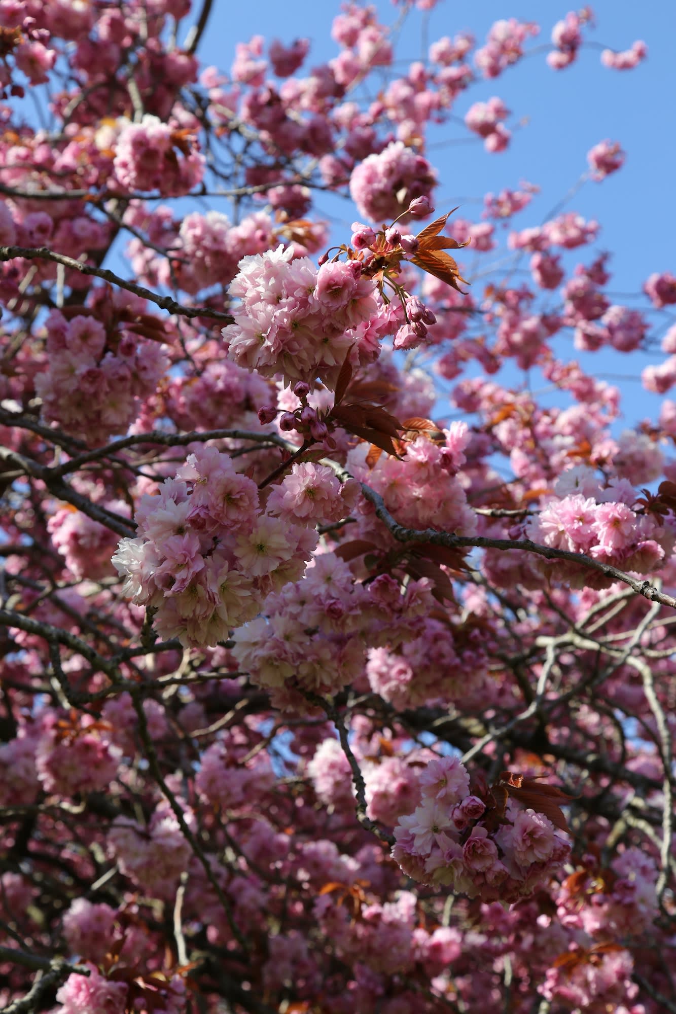 17 APRIL 2021 HERBERT PARK, DUBLIN Spring is Here! Herbert Park photo: Agata Byrne
