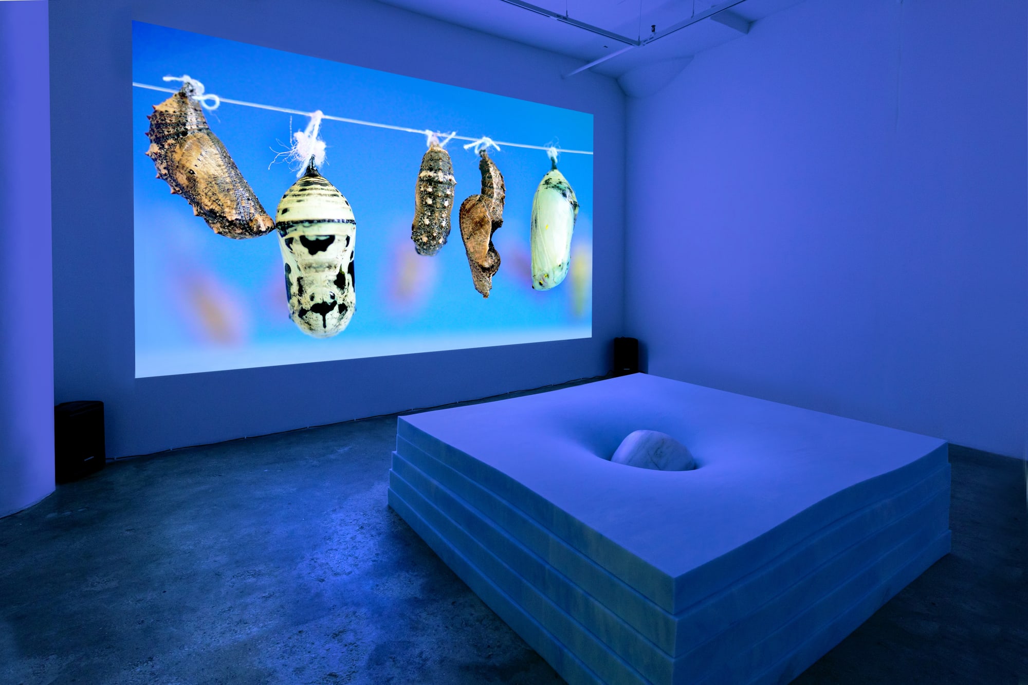 Virginia Lee Montgomery