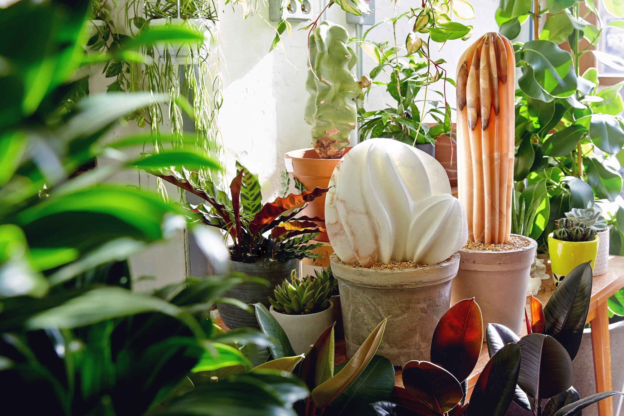 The Cactus House by Ben Russell