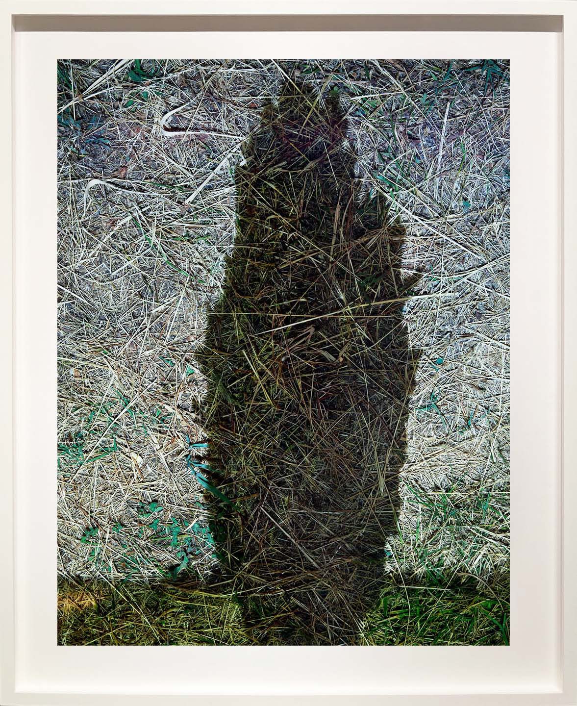 Tent-Camera Image: Cypress, Near Arles, France by Abelardo Morell in white frame