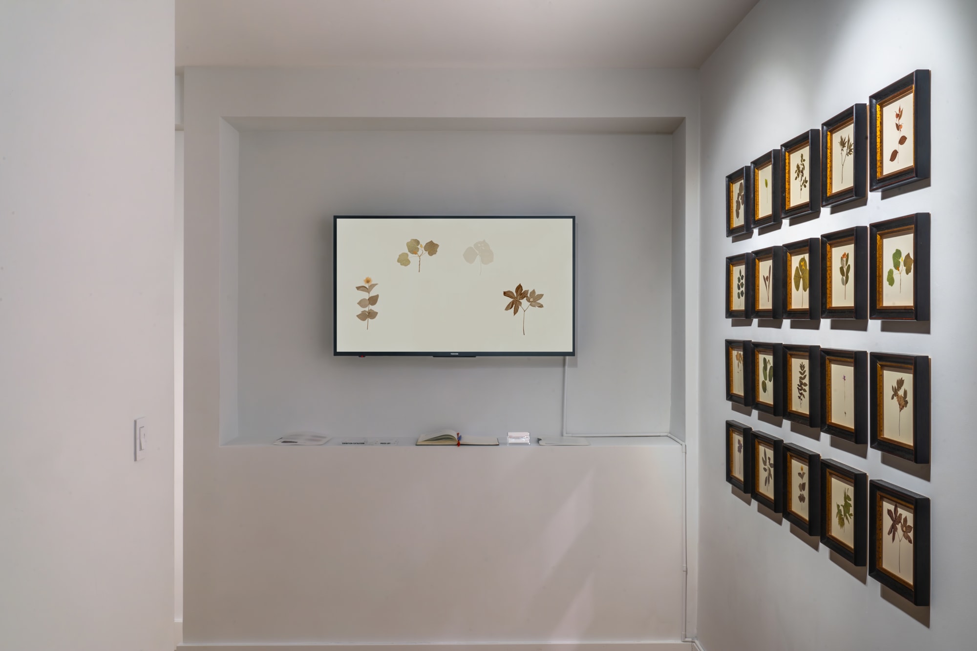 Debora Hirsch: Herbaria