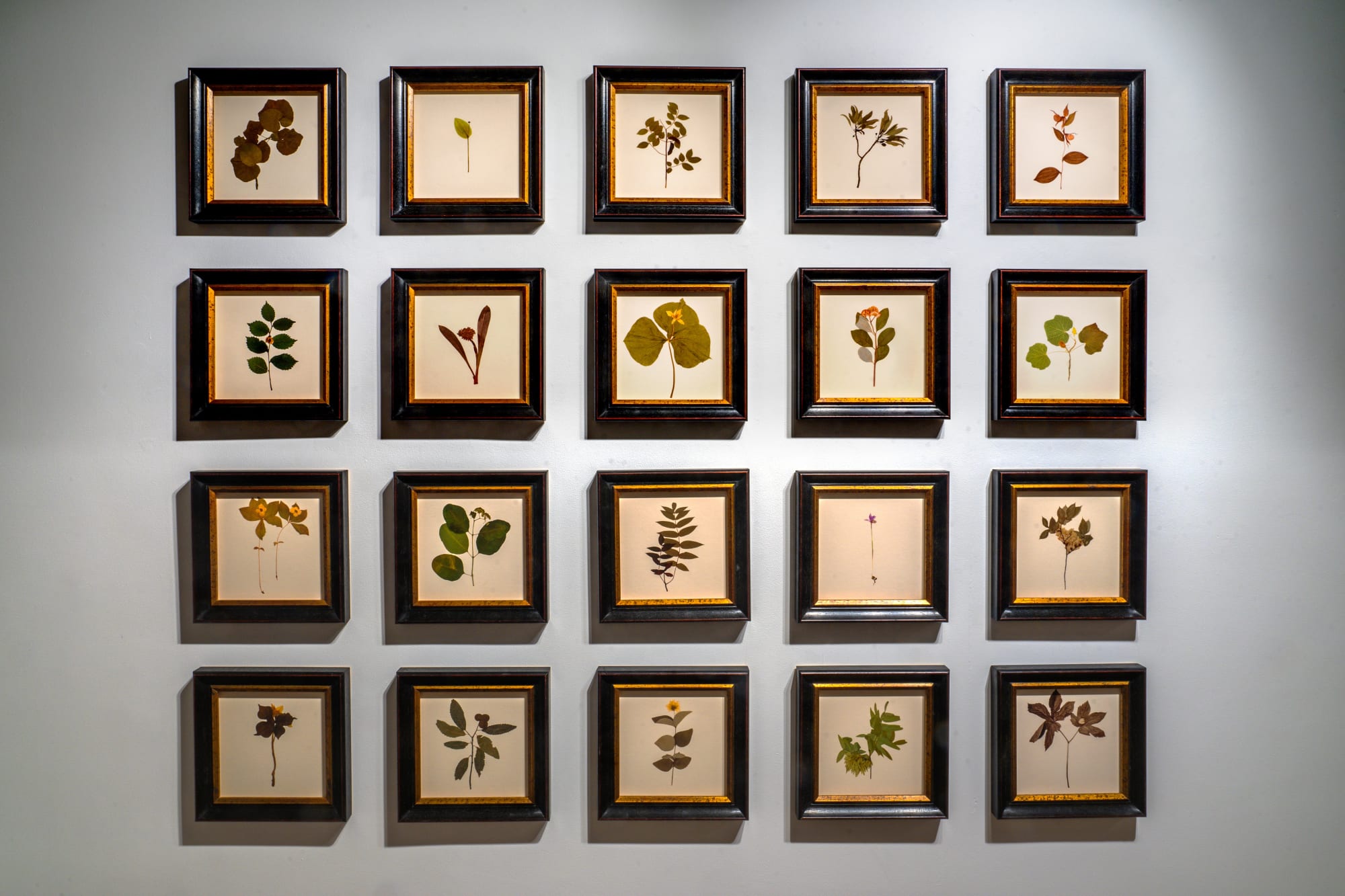 Debora Hirsch: Herbaria