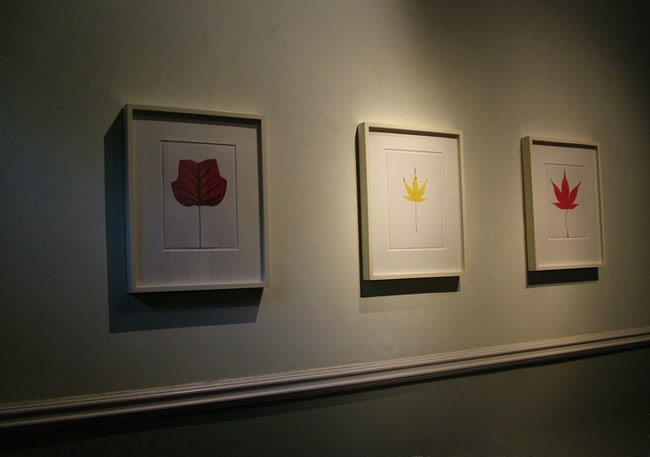 Garry Fabian Miller 3 unique light, plant, dye destruction prints