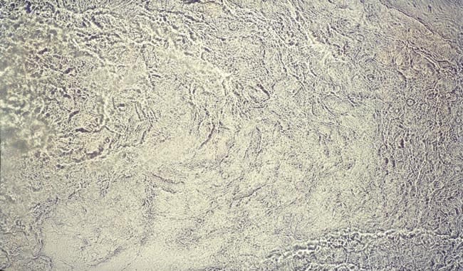 River 2003 unique photogram on Cibachrome paper 164cm x 97cm (image size)